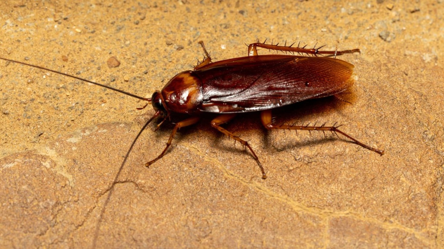 Here’s what it means if you have cockroaches in your home - AS USA