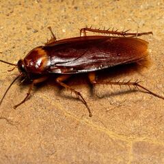 Esto es lo que significa si tienes cucarachas en casa