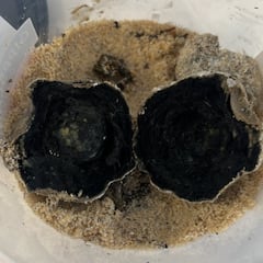 Hallan miles de bolas de residuos en playas de Australia