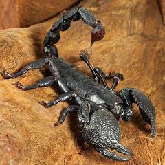 Un escorpión pica a una mujer en un hotel de Alcorcón