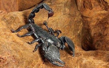 Escorpión