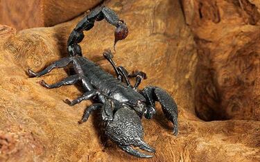 El animal que estaba antes de los dinosaurios y que puede sobrevivir con una comida al año