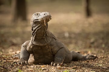 El 'Varanus komodoensis' puede alcanzar una longitud de hasta 3 metros y pesar alrededor de 135 kilogramos en condiciones ¨®ptimas. En su h¨¢bitat natural, el tama?o promedio de los machos es de aproximadamente 2 metros y 70 kilogramos, mientras que las hembras suelen ser un poco m¨¢s peque?as, alcanzando hasta 1,8 metros de largo.