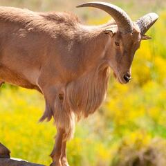 La importancia de la caza del Arruí