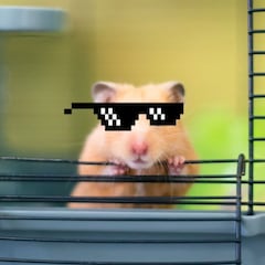 Este es Mr. Goxx, el hámster que ha aprendido a invertir en criptomonedas y conseguir beneficios