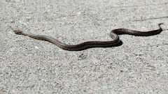 Goodbye party: Popular tourist city invaded by snakes slithering through the streets