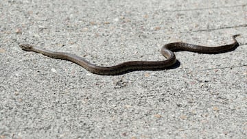 Van de viaje a Bali y casi les da un infarto al ver lo que hay en su habitación