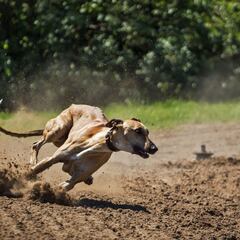 Las razas de perros más rápidas: ¿cuáles son y qué velocidad pueden alcanzar?