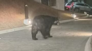 Aparece gigantesco oso en calles del sur de Nuevo León