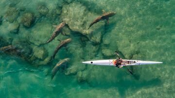 "Un kayakista solitario escortado por un grupo de tiburones. Cada a?o, de diciembre a abril, un grupo de tiburones areneros llega a la zona de Hadera. El agua caliente de la planta de energ¨ªa atrae a los peces y por tanto a sus depredadores. Kayakistas, buceadores y nadadores no se pierden el espect¨¢culo". Menci¨®n en Sports.