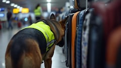 The best police dog ever? A German Shepherd has helped put almost 250 traffickers behind bars
