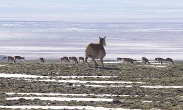 Parece un antílope como cualquier otro pero se trata del nuevo invento alocado de China