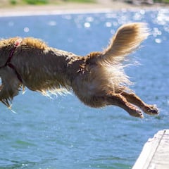 ¿Cuáles son las razas de perro que mejor aguantan el calor y cuáles sufren más el verano?