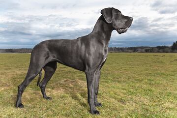 La mínima de estos perros debería ser de 76 cm y su peso de 54 kg. Las hembras de esta edad deben medir como mínimo 71 cm y pesar 46 kg. En tumbas egipcias de 2200 a. C. se han visto imágenes de perros que recuerdan al gran danés.

