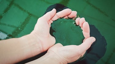 ¿Qué es la espirulina? Conoce sus propiedades y beneficios