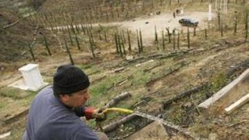 <b>MIMOS. </b>Un trabajador riega uno de los incipientes brotes que han sido plantados en Olimpia. Cerca del 75% del trabajo está completado y será finalizado a tiempo.