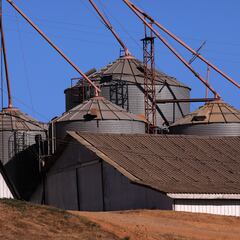 Primer caso Gripe Aviar en Chile: dónde fue, cómo se transmite en humanos y cuáles son los síntomas
