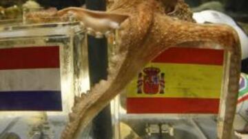 El pulpo Paul recibirá hoy el certificado de nacimiento en la isla de Elba