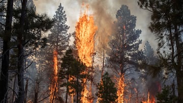 Federal agents arrest two firefighters in the middle of wildfire response