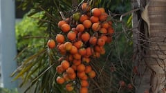 Not caffeine or nicotine: This is the stimulant that Thai communities were consuming over 4,000 years ago