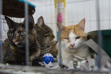 Qué dice la ley en Colombia sobre la venta de animales vivos y que pasará con el comercio en la Plaza Minorista de Medellín