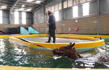 La natacin forma parte del entrenamiento o preparacin de un caballo purasangre, al tiempo que resulta un mtodo de rehabilitacin muy efectivo. Por eso es cada vez ms habitual ver imgenes como esta, en la que Jaxonne recibe un ba?o durante una visita al campo de entrenamiento de Jonjo y AJ O?Neill en Jackdaws Castle, Cheltenham (Inglaterra). 