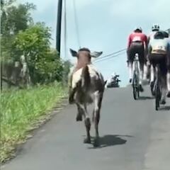 Escena surreal en el ciclismo: Una vaca acompaña esta carrera