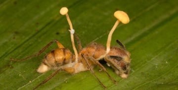 Esos brotes que sobresalen de su cuerpo son Cordyceps. FOTO: Owlocation