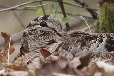 Tras la Dama del Bosque - Scolopax rusticola