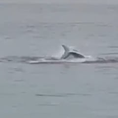 Muere un turista ruso por el ataque de un tiburón en Egipto