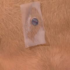 Taopatch, el “gran secreto” con el que Djokovic se siente Iron Man