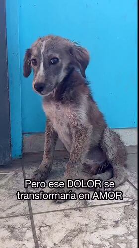 La impactante transformación en 10 días de un perro abandonado que ha emocionado al mundo entero