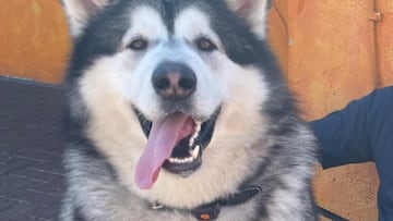 Amy Sharp, dueña de un perro de 82 kilos: “Me preguntan quién pasea a quién”