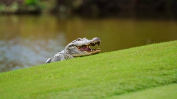 The man was taken to a hospital with non-life-threatening injuries. The alligator was euthanized by the Florida Fish and Wildlife Conservation Commission.