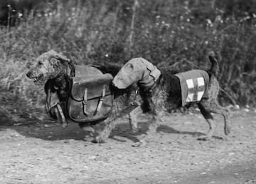 Dos Airedale terrier en el campo de entrenamiento canino del teniente coronel E. H. Richardson en Woking. Un perro lleva una máscara antigás especial y el otro lleva raciones para un soldado herido.