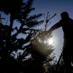 2021 Black Friday: Best Christmas tree deals