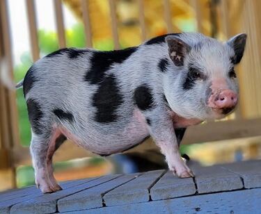 Las mascotas que no puedes tener en casa con la nueva Ley de Bienestar Animal