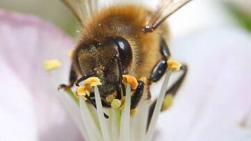 With the summer season comes insects, which can transmit diseases, after entering a home. What natural remedies are out there?