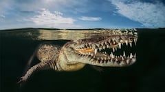 Una foto submarina, la mejor del año de naturaleza