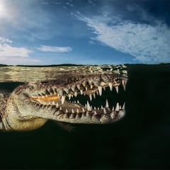 Una foto submarina, la mejor del año de naturaleza