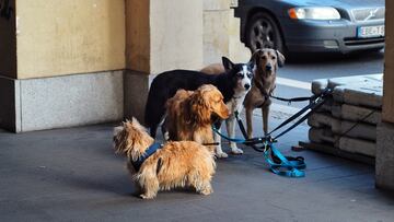 La multa que te pueden poner si dejas al perro atado a la entrada de una tienda o supermercado
