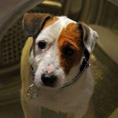 La historia de Cook, el perro lotero ‘Pancho’ que hizo de ‘Valentín’ en ‘Aquí no hay quien viva’