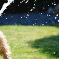 Qué hacer si tu perro sufre un golpe de calor este verano