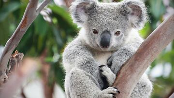 Cómo tener un Koala o un canguro en casa gracias a Google y la AR