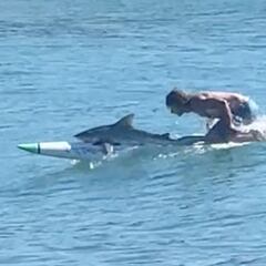 Surfea una ola con un tiburón estirado en su tabla