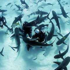 Desde nadar con tiburones a la tirolina más larga: las aventuras que te acelerarán el pulso este verano