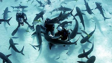 Desde nadar con tiburones a la tirolina más larga: las aventuras que te acelerarán el pulso este verano