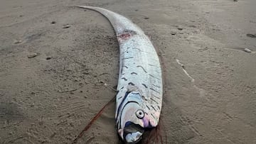 Aparece un ‘extraño pez gigante’ de varios metros de largo