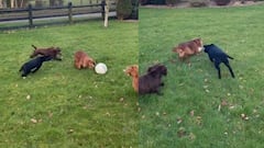 Watch this dog pull off impressive Messi moves