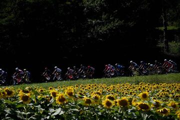 El pelotón a su paso por un campo de girasoles.